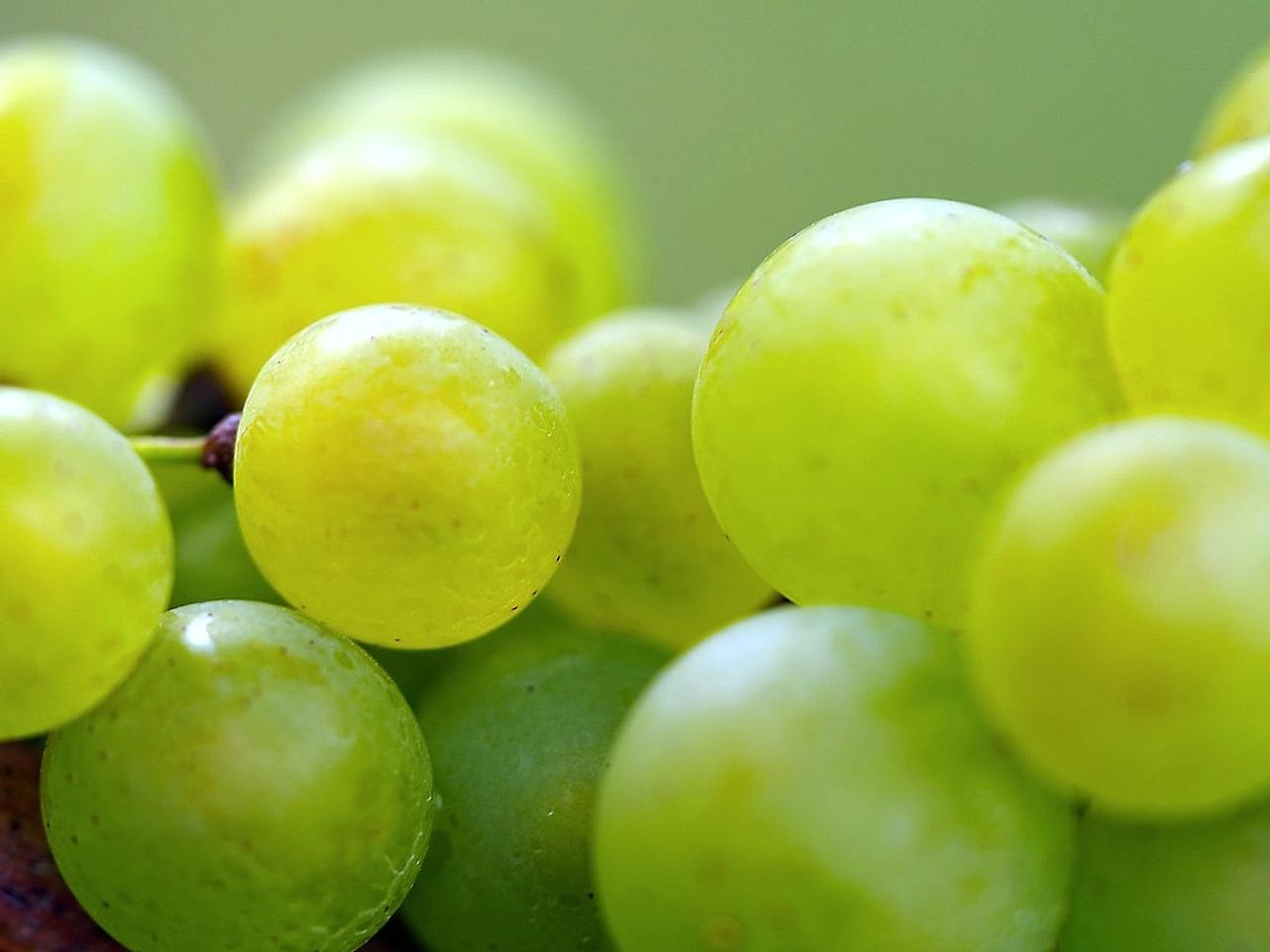 Recibe uvas blancas cada lunes
